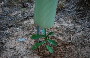 image of Tree Tubes over sawtooth oak seedling