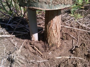 Hybrid oak in tree protector