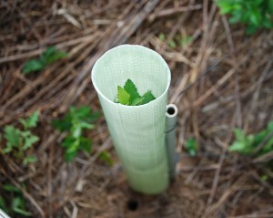 Tree tube on seedling