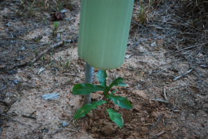 tube over seedling