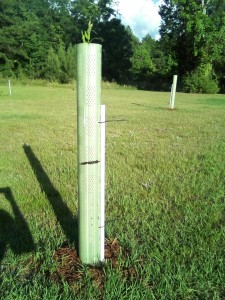 Tree tubes on sawtooth oak seedlings
