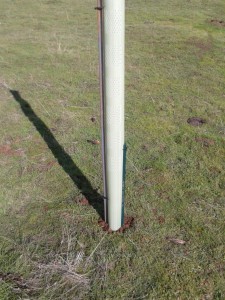 We added a short 2nd stake opposite the 6ft t-post stake to provide extra strength and prevent the cattle from trying to spin the tree tube around the stake.