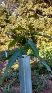 tree tube on American chestnut