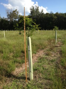 hybrid oaks grown in tree tubes