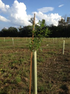 hybrid oak seedling grown in tree tube