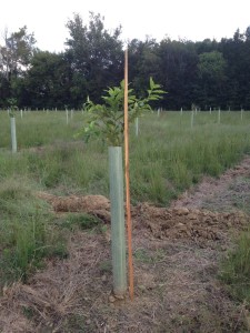Sawtooth oak grown in tree tube