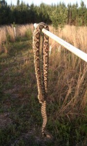 Snake found near tree tubes