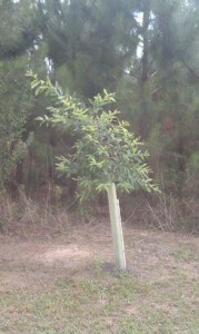 tree tube on sawtooth oak