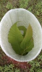 tree tube on chinese chestnut seedling