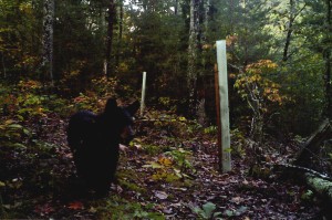 bear and tree tubes