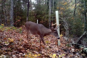 Tree tubes protect seedlings from deer