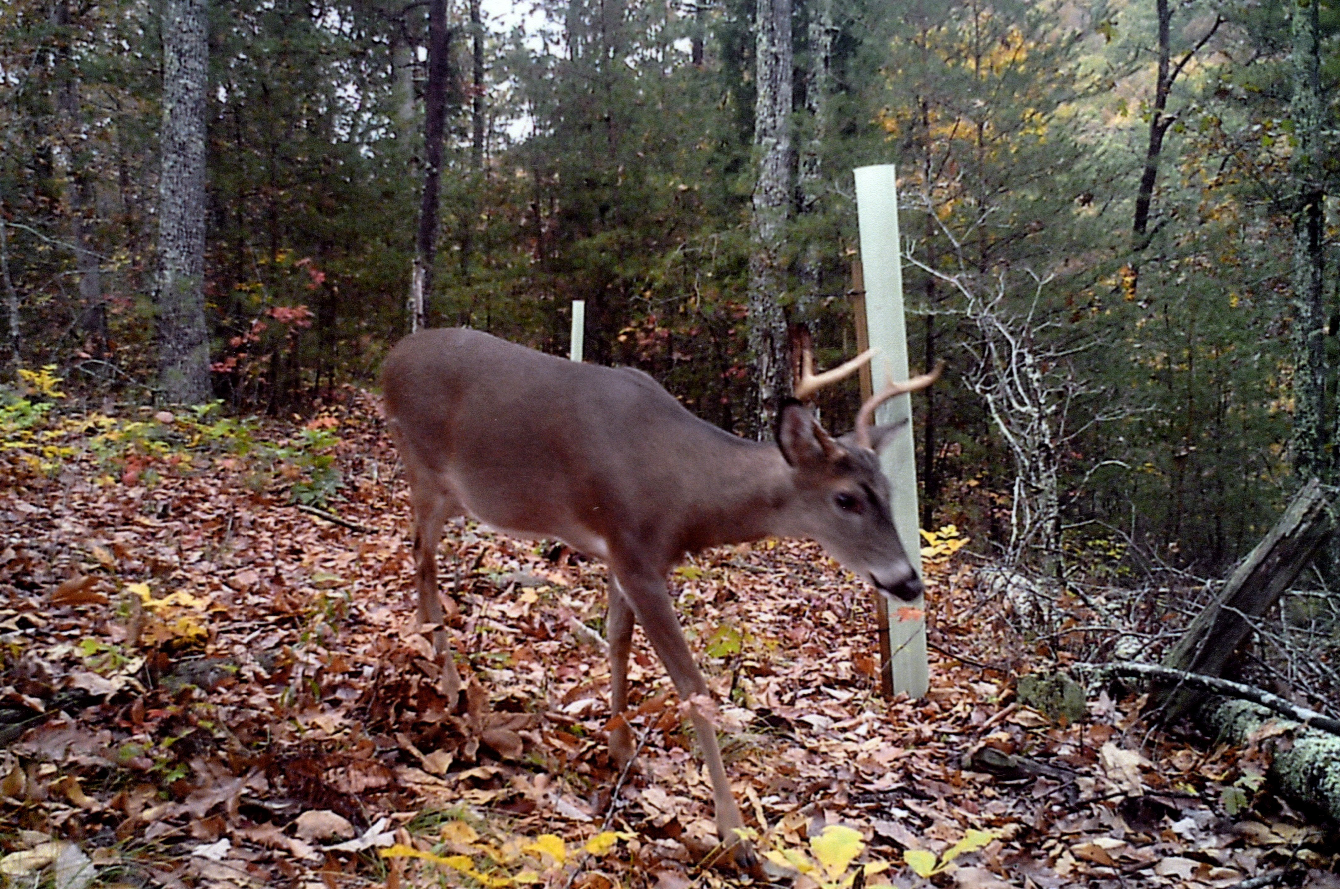 tree guards deer